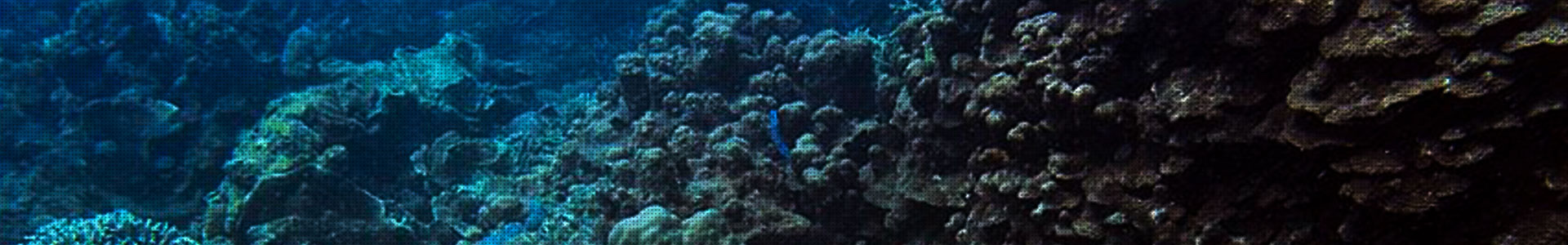 Busuanga Seadive Resort Inc.-Banner